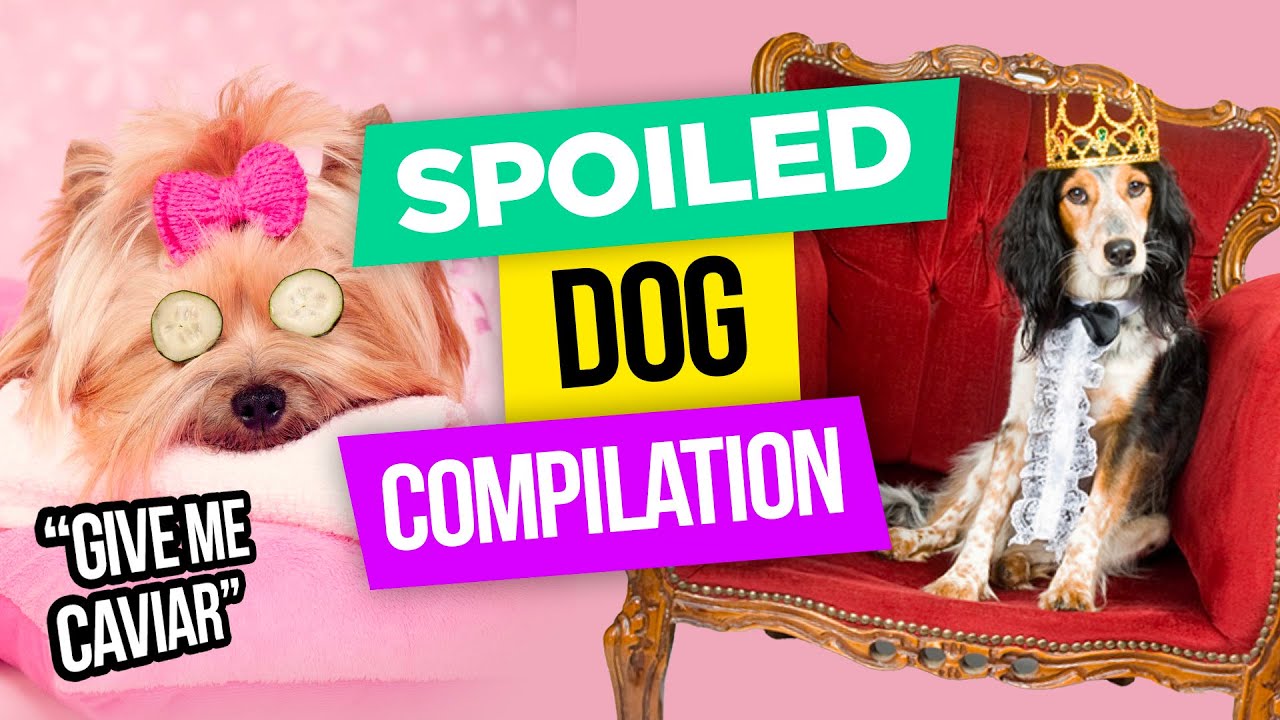 Tell Me Your Dog Is Spoiled..... YouTube