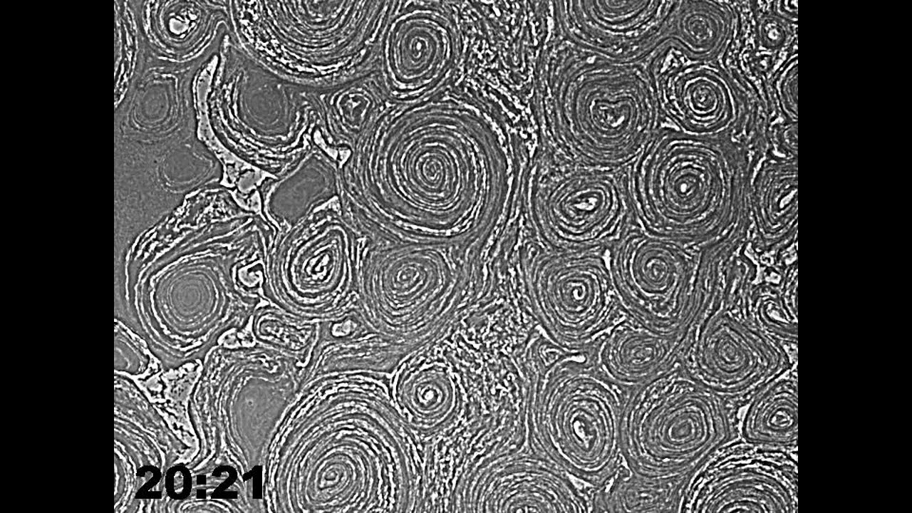 Collective motion of bacteria  細菌がつくる巨大な渦模様