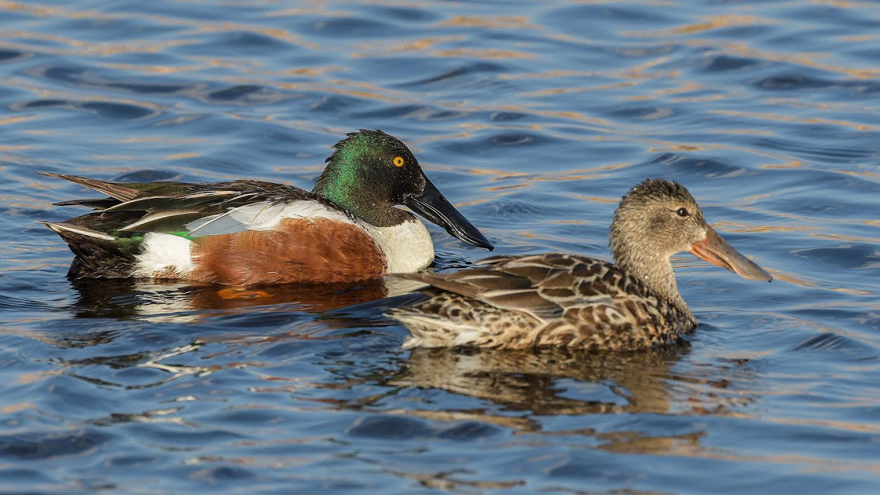 Breeding Duck Survey 2023 NDGF 06082023 YouTube