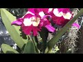 Летнее Цветение Орхидей, Каттлея Фламинго, Maxillaria, Oncidium sphacelatum, Happy New Year❣