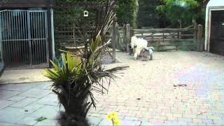 Portable waterbowl by isobelkim 65 views 10 years ago 22 seconds