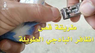 كيف اقص اظافر البادجي الطويلة ؟ وكن شديد الحذر عند قص الأظافر للبادجي