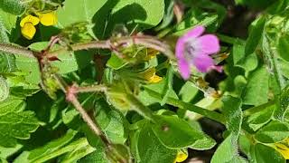 רצף תמונות של צמחייה וסביבה חלק 6 A sequence of Photos of vegetation and environment by Anat Cohen 16 views 1 month ago 1 minute, 31 seconds