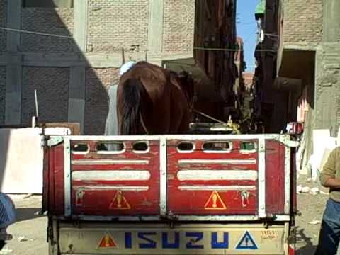 Malika the horse being loaded onto a truck for her long journey to the stable...
