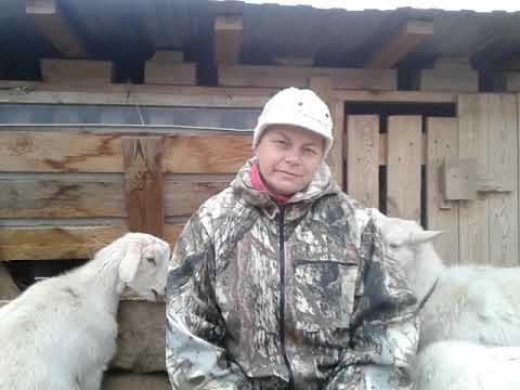 Когда можно покрыть козу?🐐