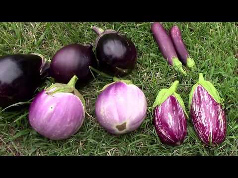 August Eggplant Update, AKA Aubergine. And a Harvest of 4 Different Types.