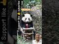 Funny Panda Pranks His Trainer 😂🐼 | Cutest Panda Joke Ever! #Shorts