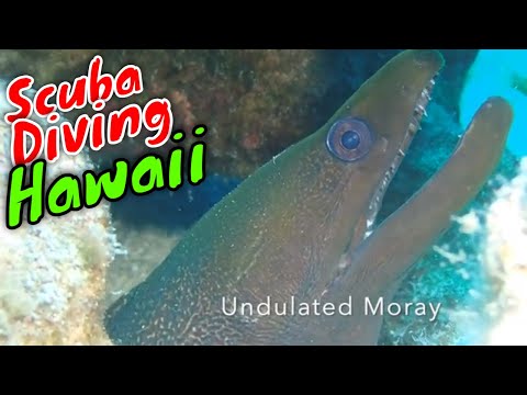 Kona Scuba Diving