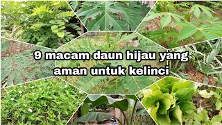 9 Green Leaves That Are Safe for Rabbits