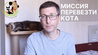 Как перевезти кошку (кота) с квартиры на квартиру? 7 рекомендаций