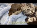 This otter and this cat are always together!#animal #cute