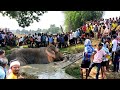 Jungle elephant rescue from mud by local people  pure jungle lifestyle vlog