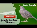 Jungle Babbler Sounds