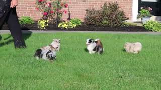 Pomsky Puppies For Sale