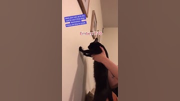 Cat intelligence test...
