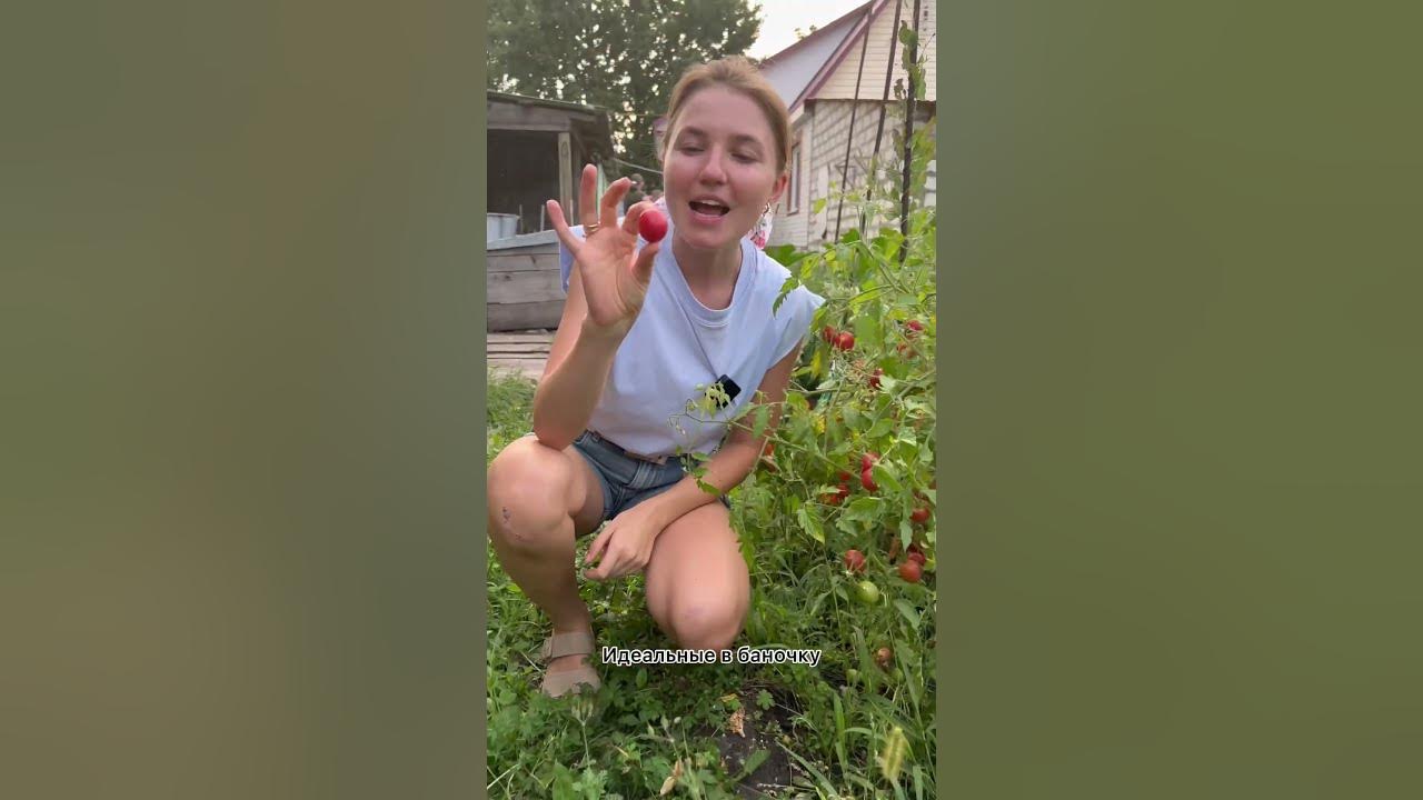 Томат который ОЧЕНЬ хвалит эксперт🍅Томат Суперчеррик Сибирской селекции ...