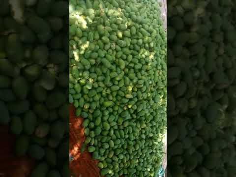 તાલાલા ની કેસર કેરી kesarmango of talala Gujarat