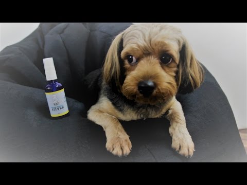 dr-pets-natural-nanonized-silver-spray