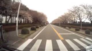 20090404_農業研究場の桜.asf