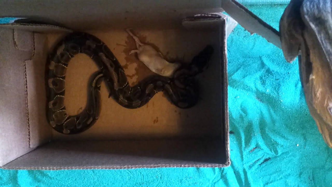 my Ball python eating - YouTube
