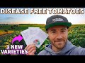 3 NEW Disease Resistant Tomatoes I M Growing In 2023 