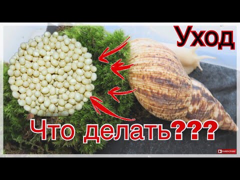 ЧТО ДЕЛАТЬ ЕСЛИ УЛИТКА РОДИЛА? УХОД ЗА УЛИТКОЙ ПОСЛЕ КЛАДКИ. ЧТО ДЕЛАТЬ С ЯЙЦАМИ УЛИТКИ?