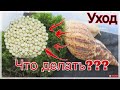 ЧТО ДЕЛАТЬ ЕСЛИ УЛИТКА РОДИЛА? УХОД ЗА УЛИТКОЙ ПОСЛЕ КЛАДКИ. ЧТО ДЕЛАТЬ С ЯЙЦАМИ УЛИТКИ?