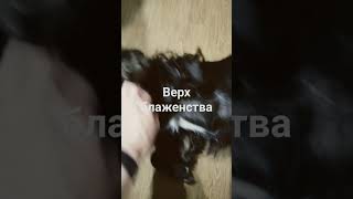 Много ли собакену надо ) #shortvideo #россиястранавозможностей #животныелучшелюдей #блоггербабатаня