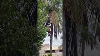 a escalada #natureza #escalador  #coqueiro #alpinista #