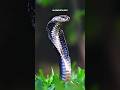 THE KING COBRA: SOUTHEAST ASIA’S SUPREME SERPENT #jungletales #kingcobra #wildlifewonders