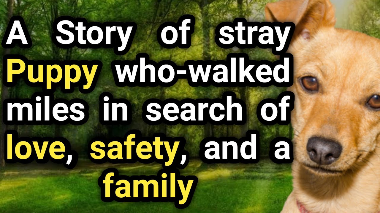 The New Story of Stray Puppy Who Walked Miles for a Family |  Stray Puppy of USA
