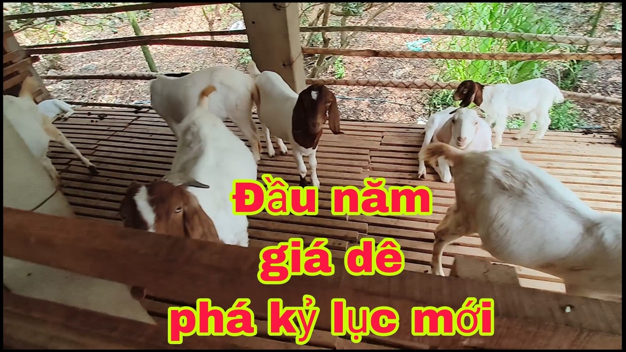 #93 Đầu năm giá dê tăng cao kỷ lục 