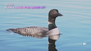 Fun facts for loon lovers