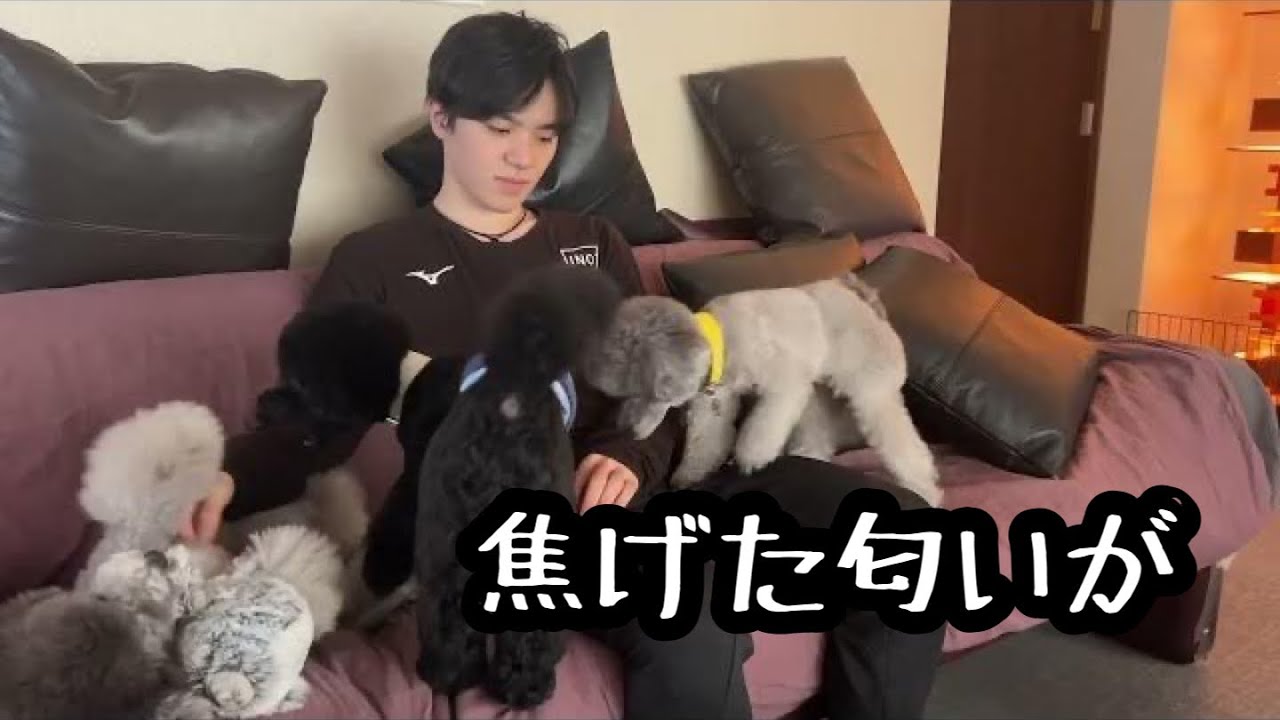 【キッチンで大惨事‼️】#uno1ワンチャンネル #宇野昌磨 #宇野樹 #トイプードル生活 #いぬとの暮らし #フィギュアスケート