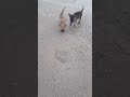 Anak Anjing MinPin Cari Kerang di Pantai Legian