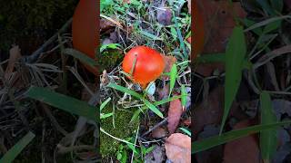 Picked up egg yolk mushrooms in the mountains, a dish to add to the reunion dinner #mushroom #asmr