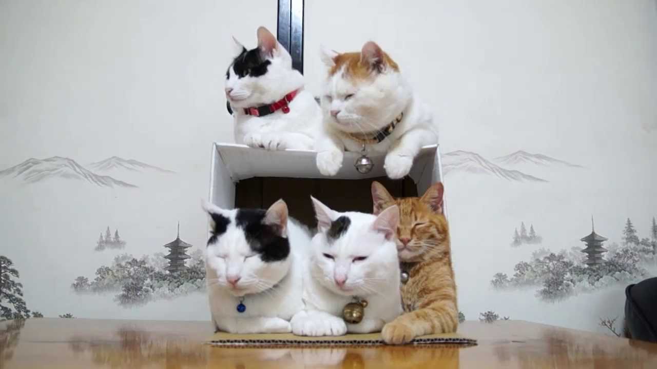 131217 5匹の猫と箱 - YouTube