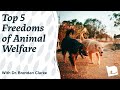 Top 5 Freedoms of Animal Welfare with Dr Brendan Clarke