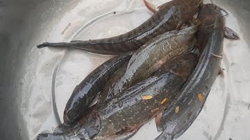 Cắm câu đêm cặp mé sông điểm mới cá dính nhịp cần quá đã