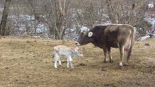 Вчера на Лысой поляне отелилась корова.