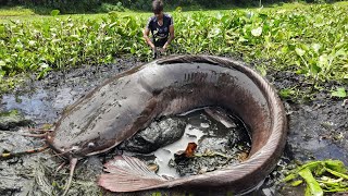 Big River Fishing .  Village Boy Catch Big Monster Catfish By Remove Water Hyacinth In River.