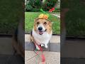 This Corgi has crazy skateboard skills 🤣 #shorts