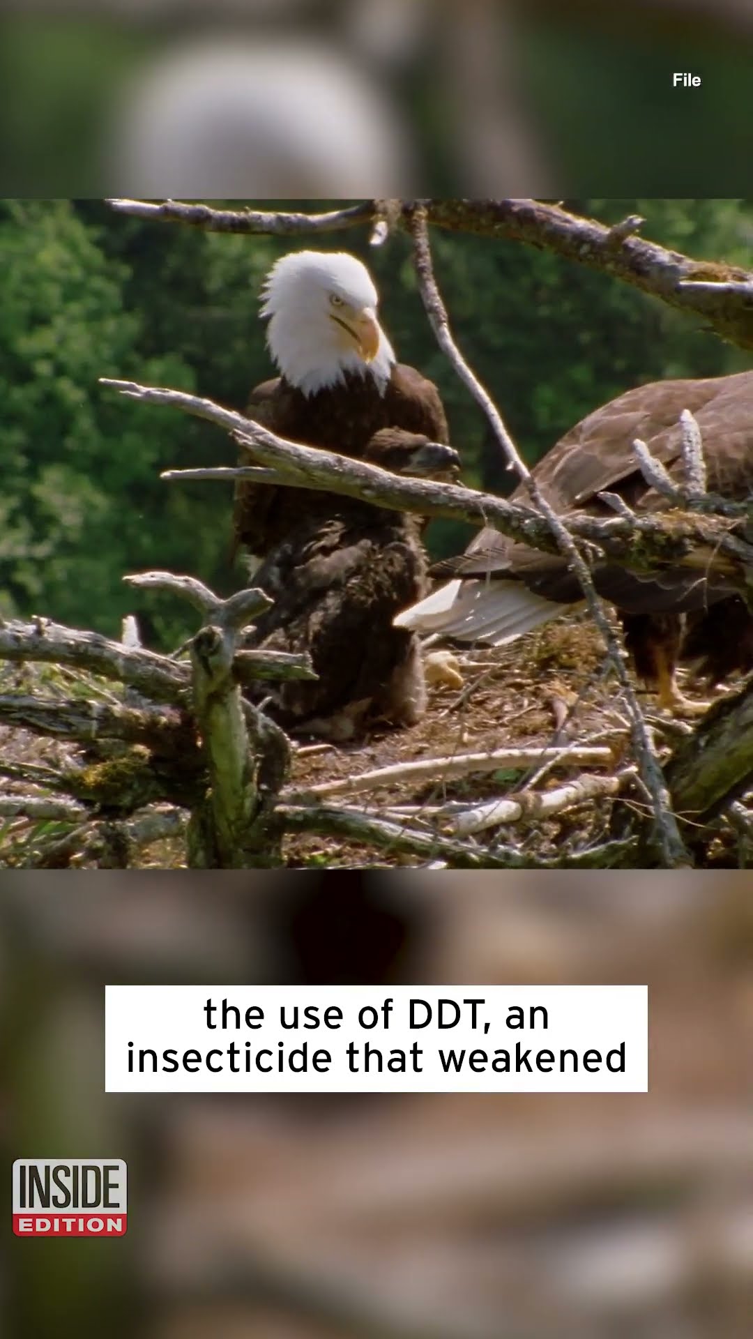 Bald Eagles Are Back #shorts