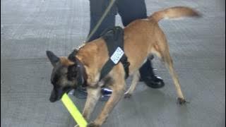 Hero K-9 officer Zeke retires in End of Watch ceremony