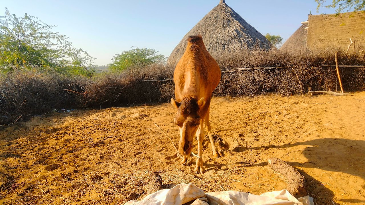She - Camel eating food in morning 🌄 Village Traditional life 🧬