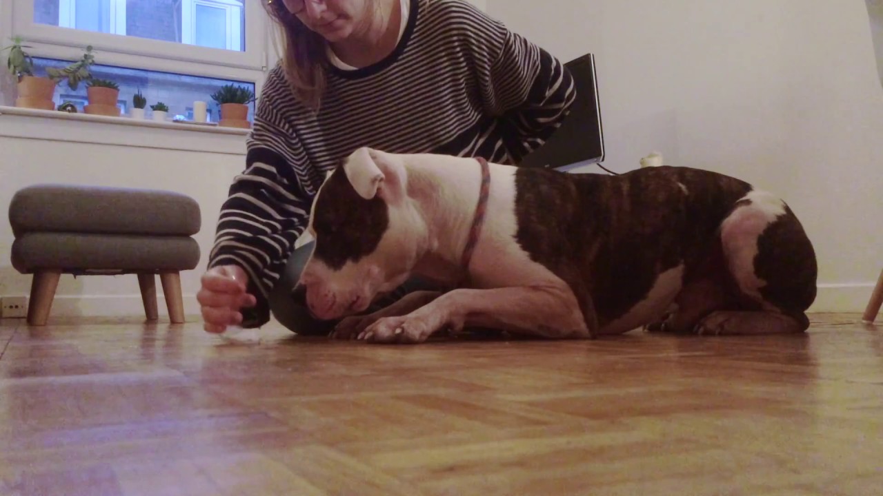 Teaching the Freeze - Nosework