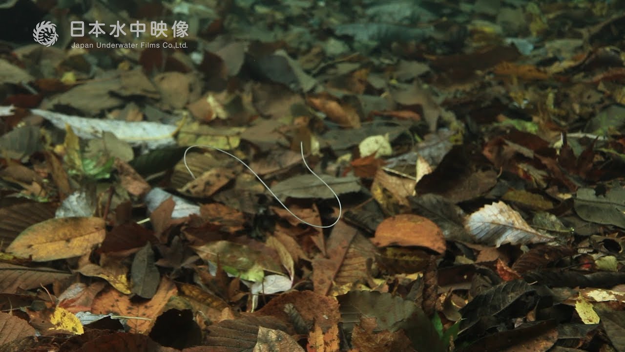 優雅に泳ぐ!? ハリガネムシ　ちょっと怖い寄生虫. suitube7!