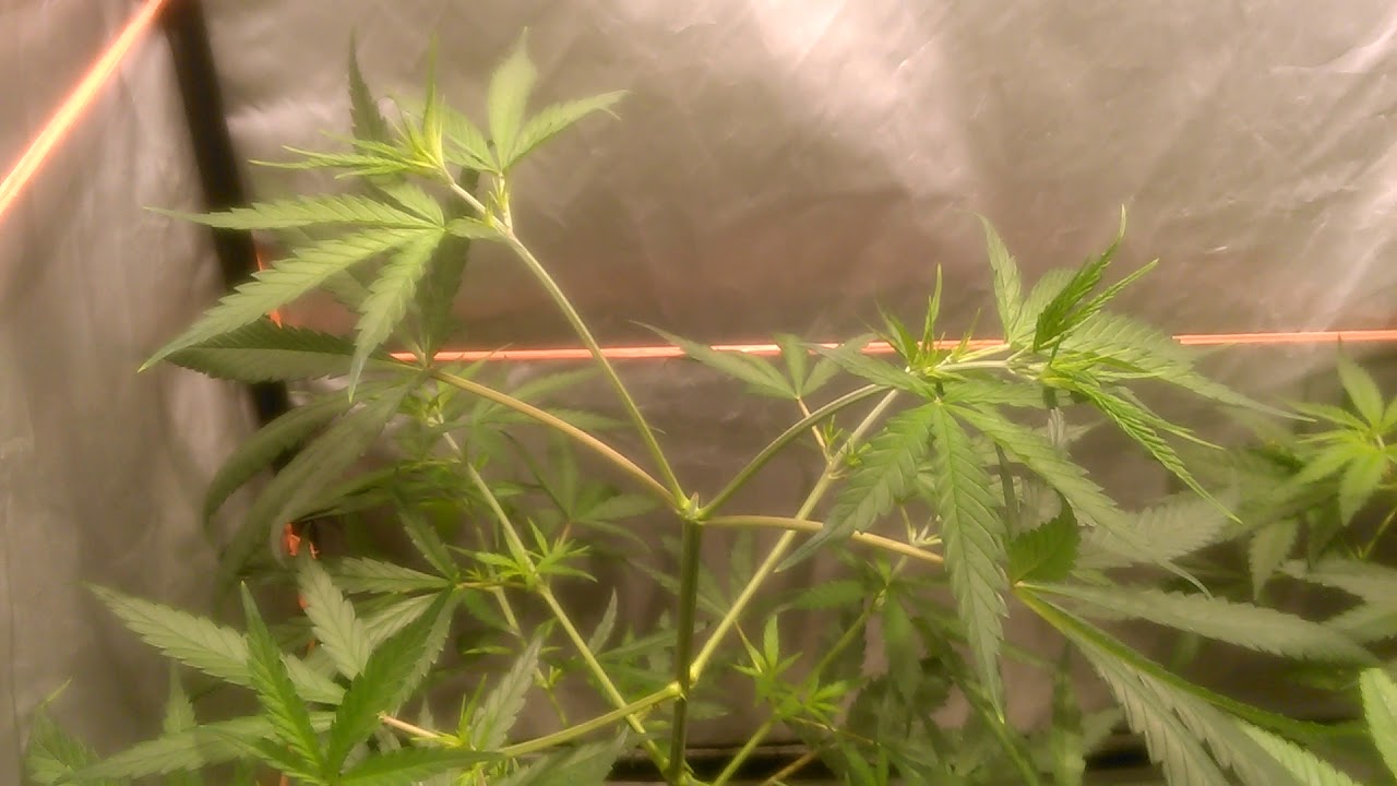 Cultivo interior patrocinado por Thgrow.con lec philips 315w y kaya solutions