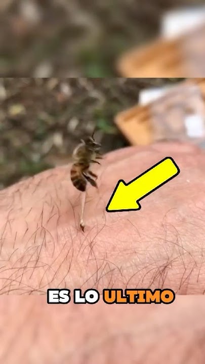 Por qué las abejas mueren cuando te pican ? - YouTube