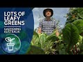 Fast growing leafy greens that you can harvest for months | Quick Crops | Gardening Australia